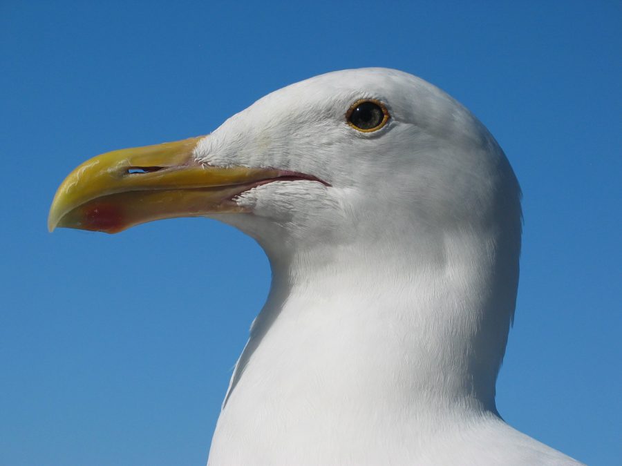 test - CC